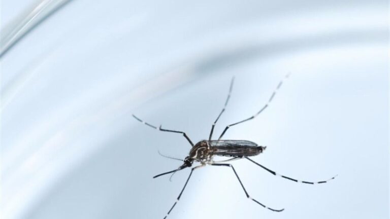 Mosquito zika
