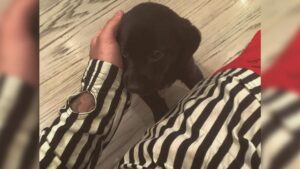 Perro de Justin Bieber