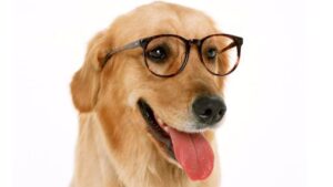 Perro listo