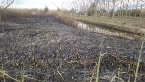 Incendio Albufera