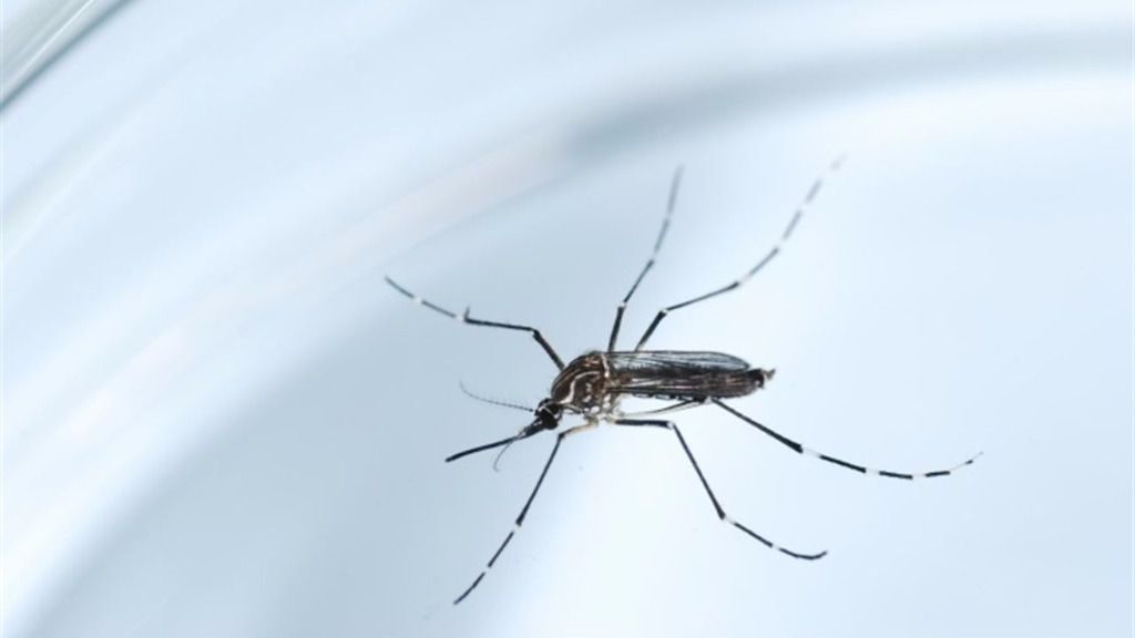 Mosquito zika