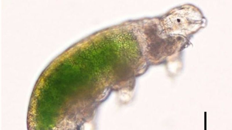 Microbios