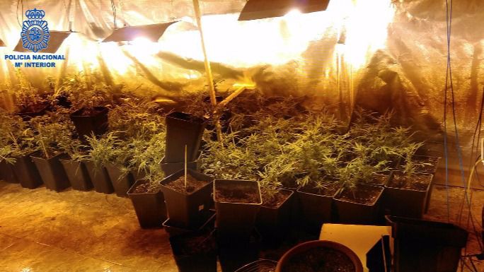 marihuana plantacion