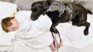 Perro con ni&ntilde;o autista