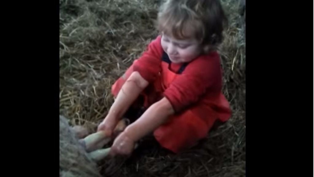 Niño ayuda a parir a una oveja