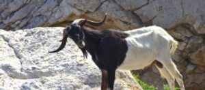 Una cabra en el islote de Es Vedr&agrave;. FOTO: P&aacute;gina web PACMA.