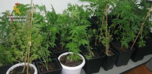 plantacion marihuana sant mateu