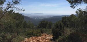 bosque camino rural pista forestal