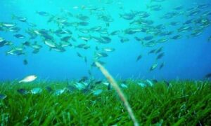 pradera posidonia