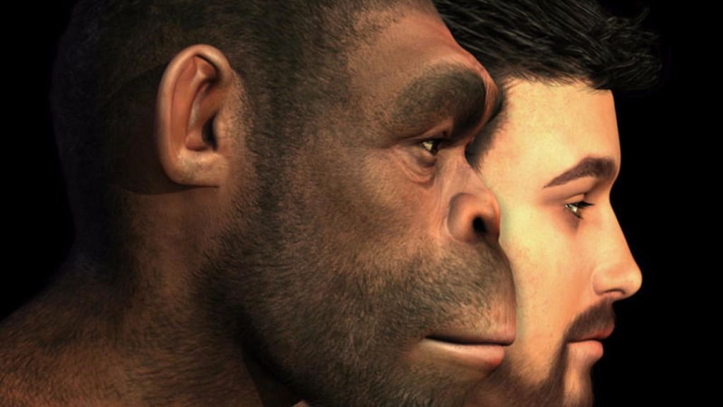 Evolucion humana