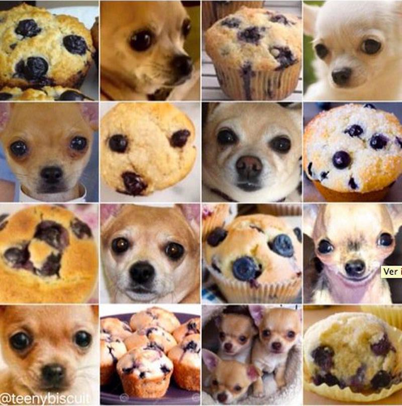 viral chihuahua