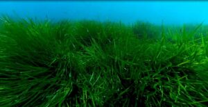 posidonia