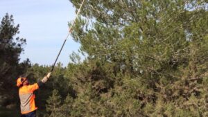 Un agente del Ibanat en plena campa&ntilde;a contra esta plaga