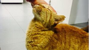gato