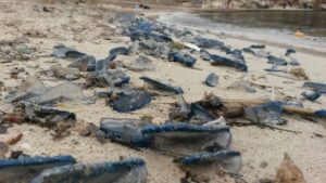 velella medusas costas