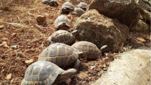 tortugas mondrago