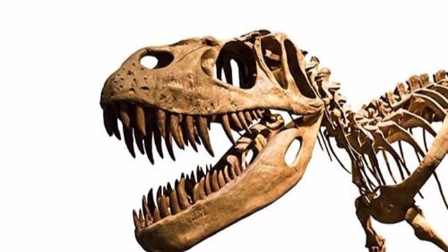 Imagen del esqueleto de un dinosaurio