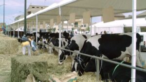 vacas