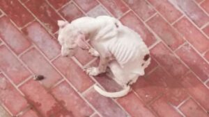Imagen de la perra en el patio del que tuvo que ser rescatada