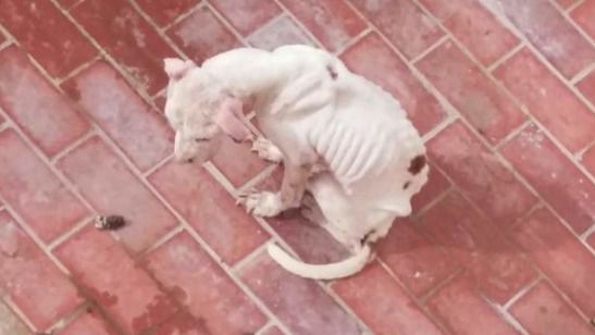 Imagen de la perra en el patio del que tuvo que ser rescatada