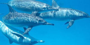 cetaceos delfines mar blava