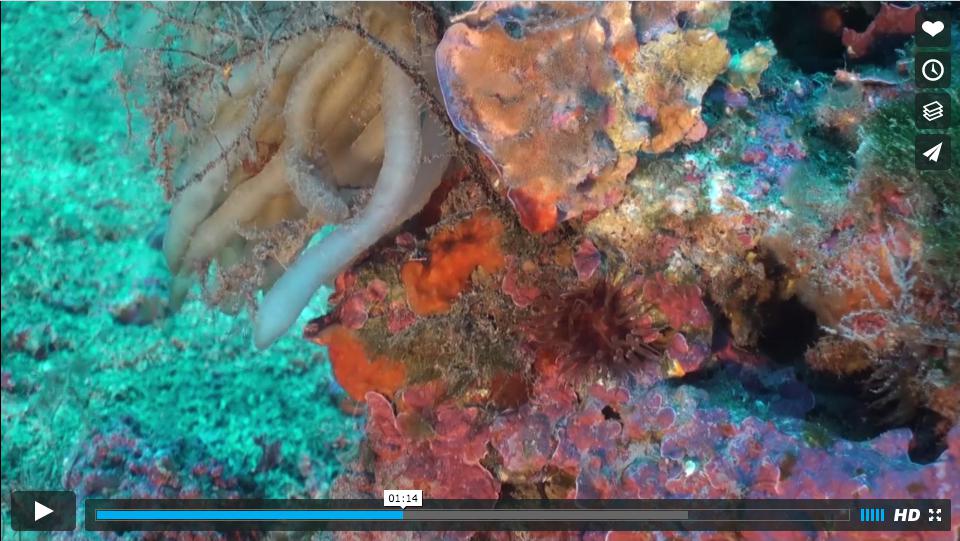 Fondo marino Cabrera