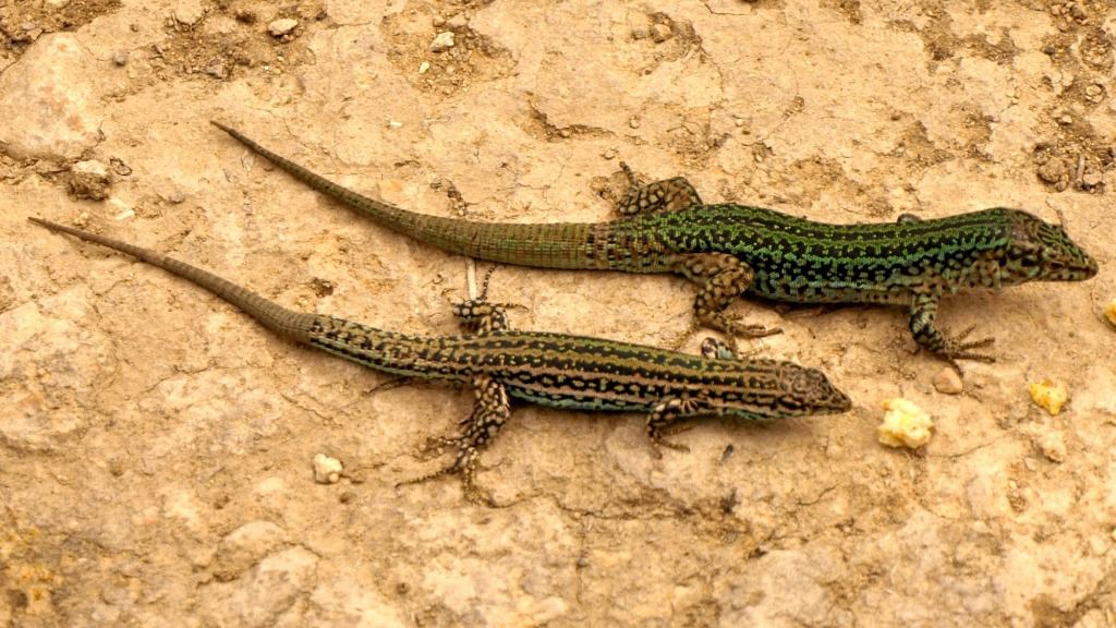 La proliferación de serpientes pone en peligro a las sargantanes