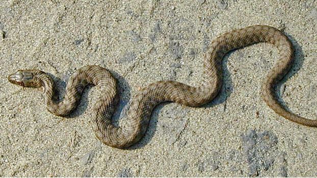 Iniciativa de El Pi aprobada por unanimidad