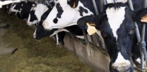 vacas frisona
