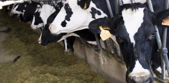 vacas frisona