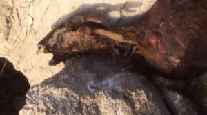 El partido animalista conden&oacute; en&eacute;rgicamente la gesti&oacute;n del caso de Es Vedr&agrave;