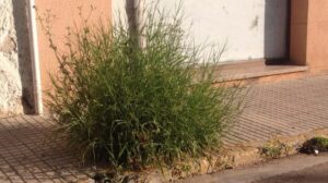 hierbas