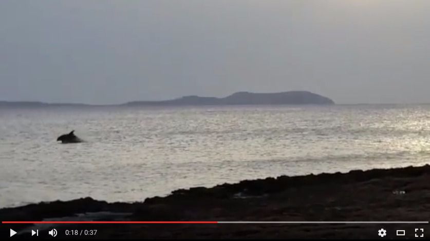 Delfines en Eivissa