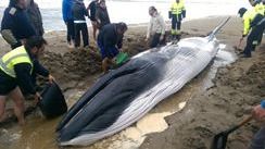 Los técnicos ayudan a la ballena