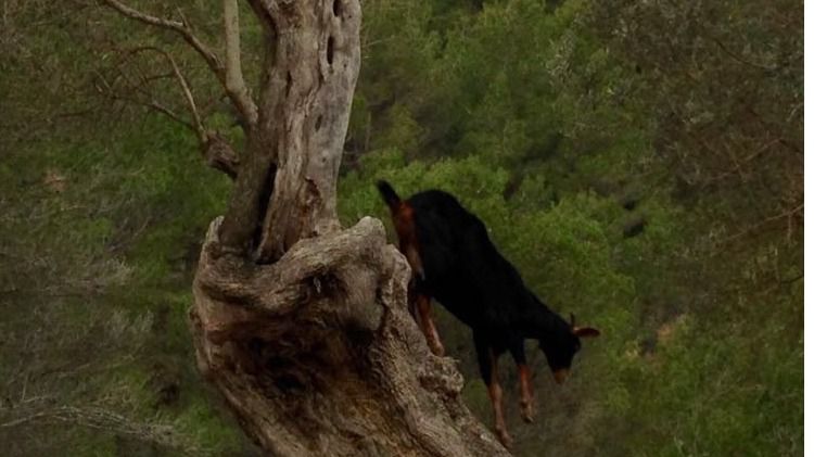 cabras