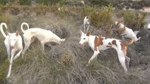 Denuncia presentada por el Col.legi Oficial de Veterinaris de les Illes Balears