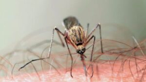 mosquito