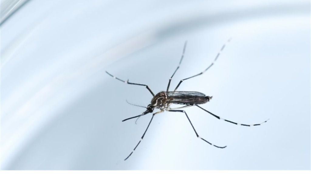 Mosquito zika