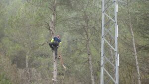 limpieza endesa bosques