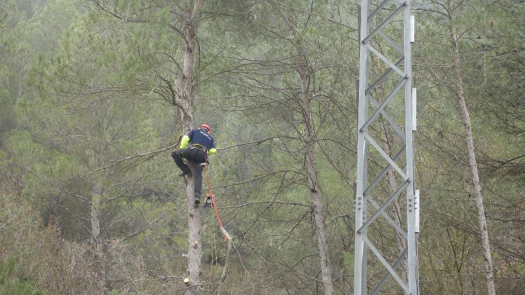 limpieza endesa bosques