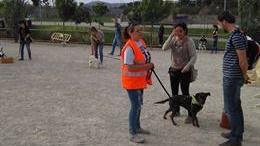 perros
