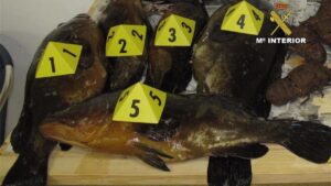 Pescado decomisado por la Guardia Civil