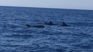 delfines