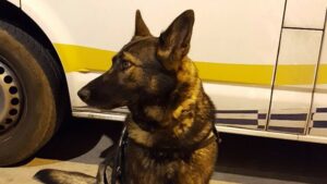 perro policia local