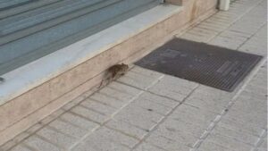 ratas