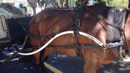 galeras palma heridas