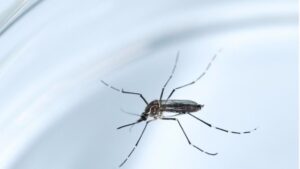 Mosquito zika