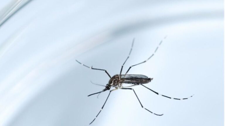 Mosquito zika