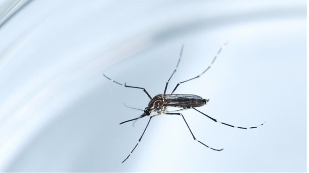 Mosquito zika