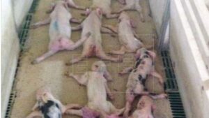 lechonas muertas